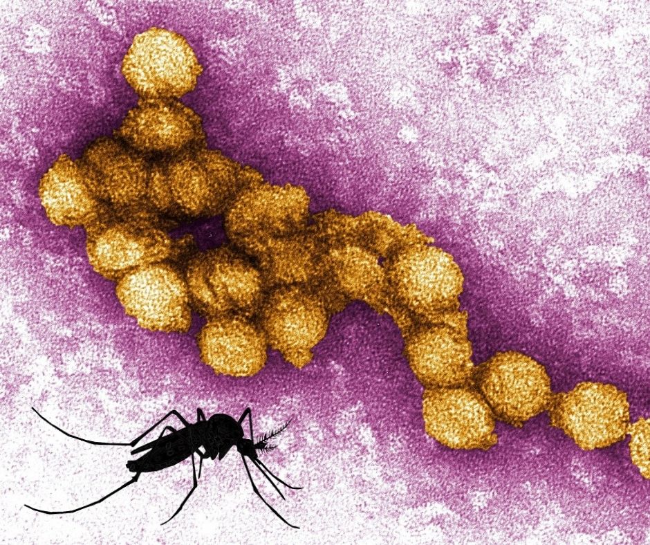 West-Nile Virus